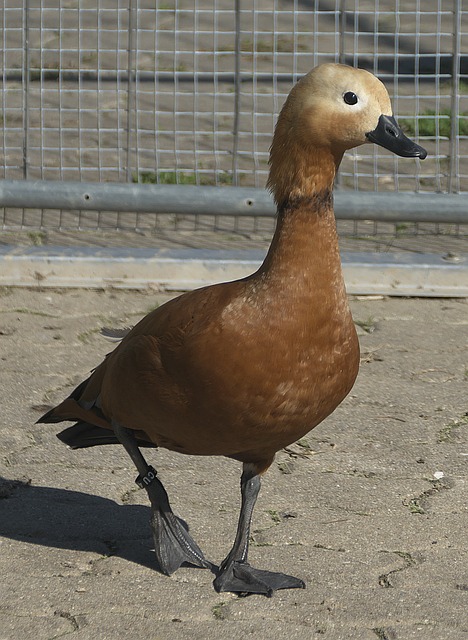 功能